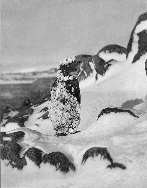 Frozen Adelie, Antarctica, 1911-1914 / photograph by Frank Hurley